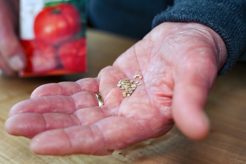 Tiny tomato seeds in the palm of a hand. 