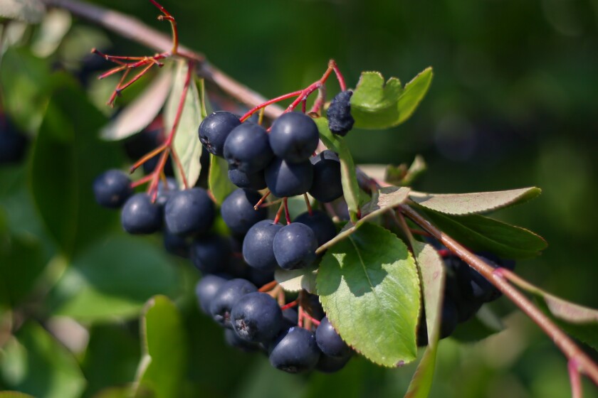 A cluster of aronia berries. Purple, dark blue berries hanging down from red pedicels on a shrub.