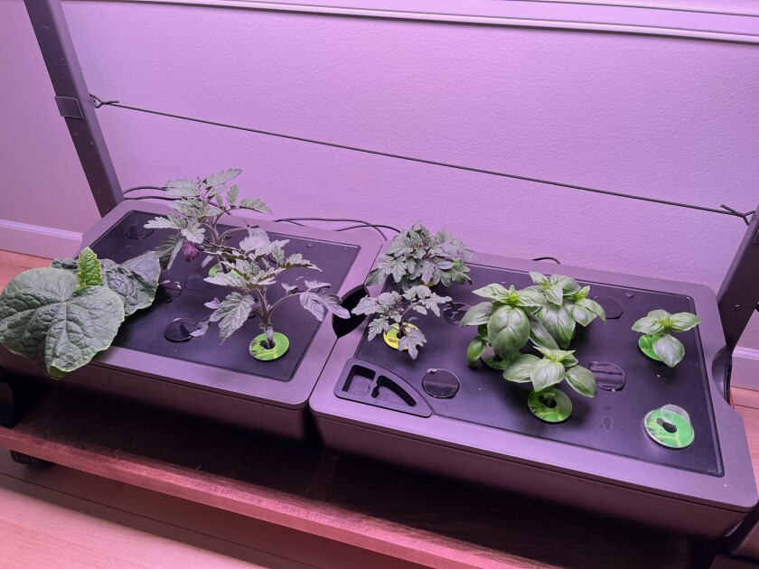 hydroponic garden - cucumber, tomatoes and basil.jpg