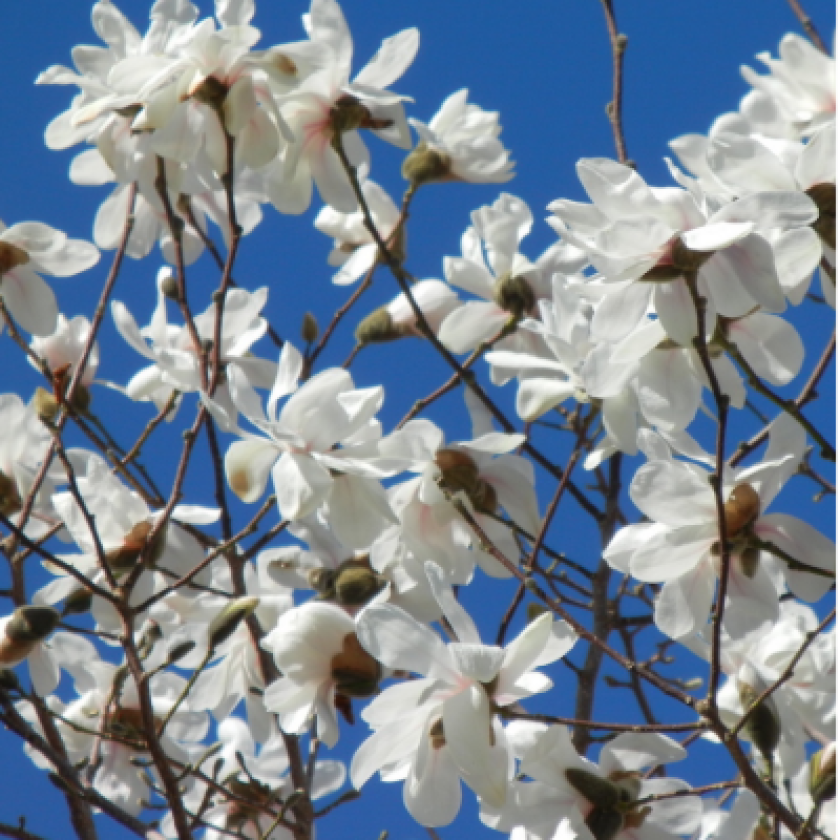 Spring Welcome Magnolia 1.png